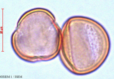 ISEM 1/Myrsine_manglillo_29103/Myrsine_manglillo_29103_0001(copy)_thumb.jpg